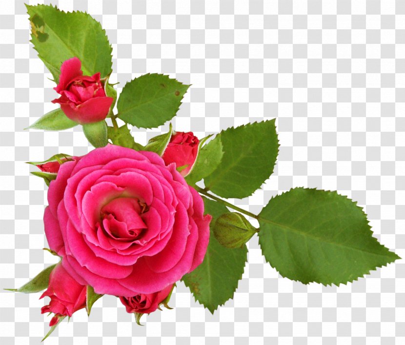 Rosa Foetida Garden Roses Flower Clip Art - Centifolia - Peach Transparent PNG