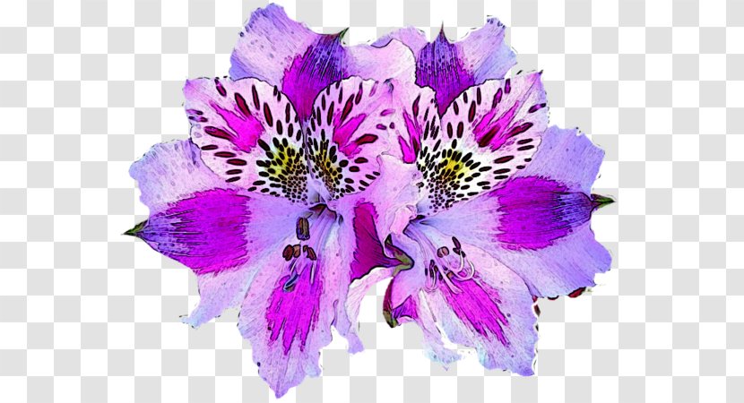 Lily Of The Incas Alstroemeria Pelegrina Botanical Illustration Hibiscus - Artificial Flower - Purple Transparent PNG