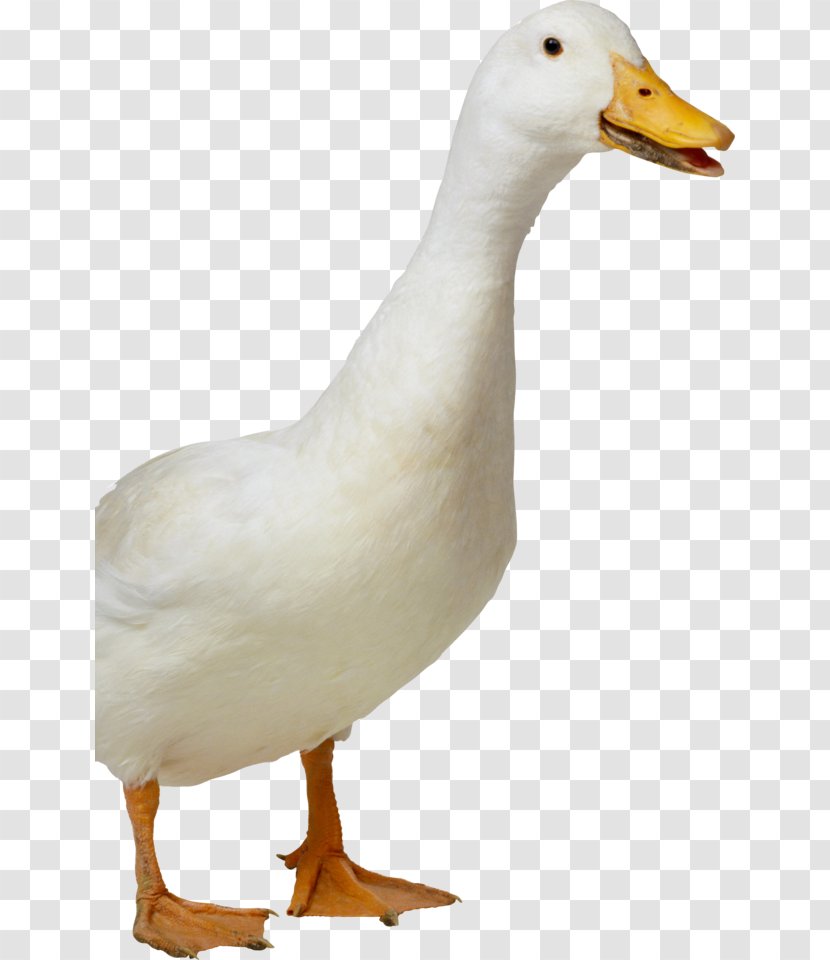 Duck American Pekin Bird - Ducks Geese And Swans Transparent PNG