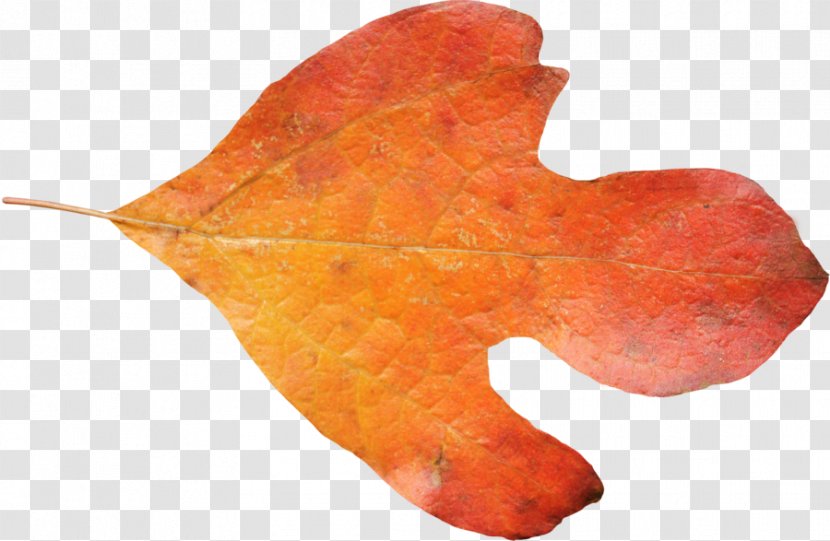 Maple Leaf Autumn - Color Transparent PNG