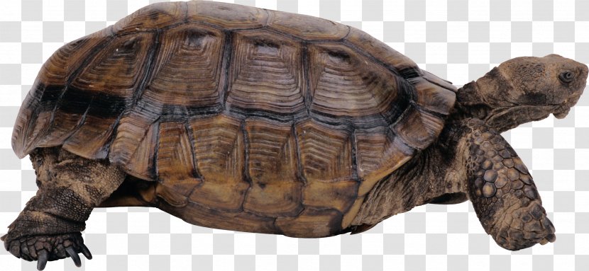 Turtle Clip Art - Reptile Transparent PNG