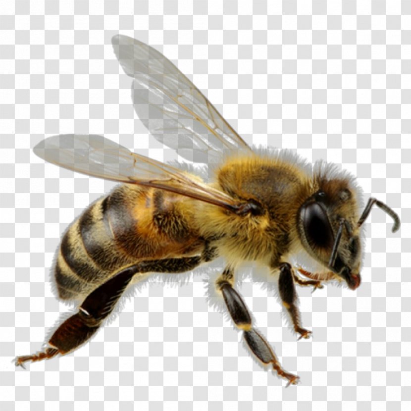 Bee Honeybee Insect Megachilidae Membrane-winged - Stable Fly - Pollinator Pest Transparent PNG