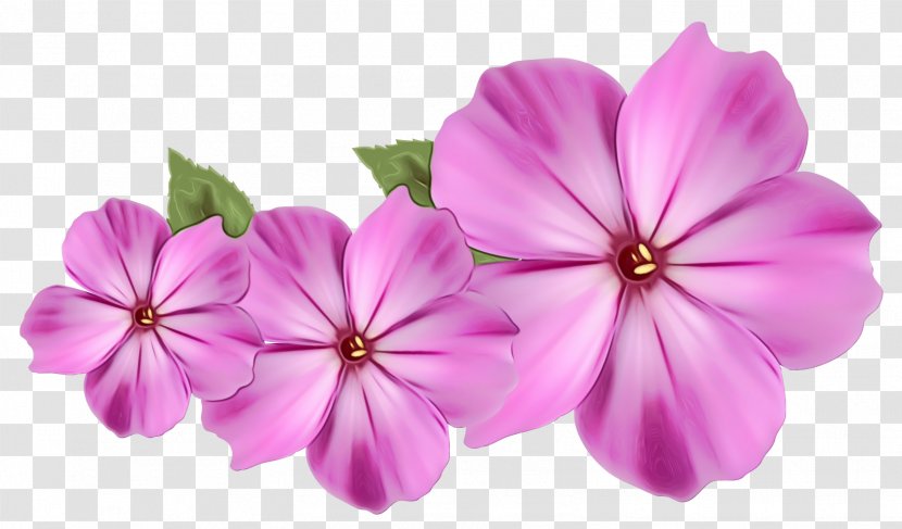Purple Watercolor Flower - Periwinkle - Perennial Plant Wildflower Transparent PNG