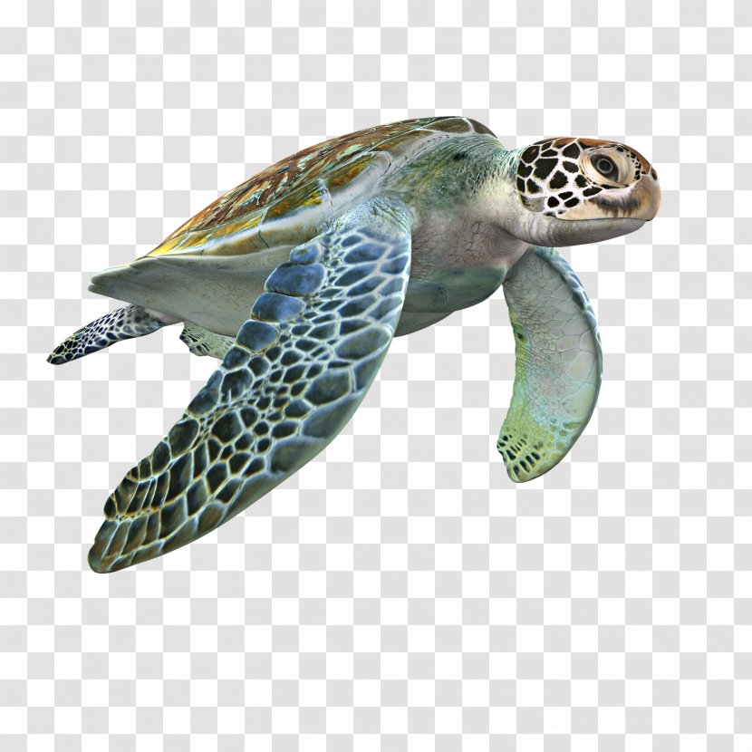 Loggerhead Sea Turtle 3D Modeling Computer Graphics TurboSquid Texture Mapping - Terrestrial Animal - Motion Model Transparent PNG