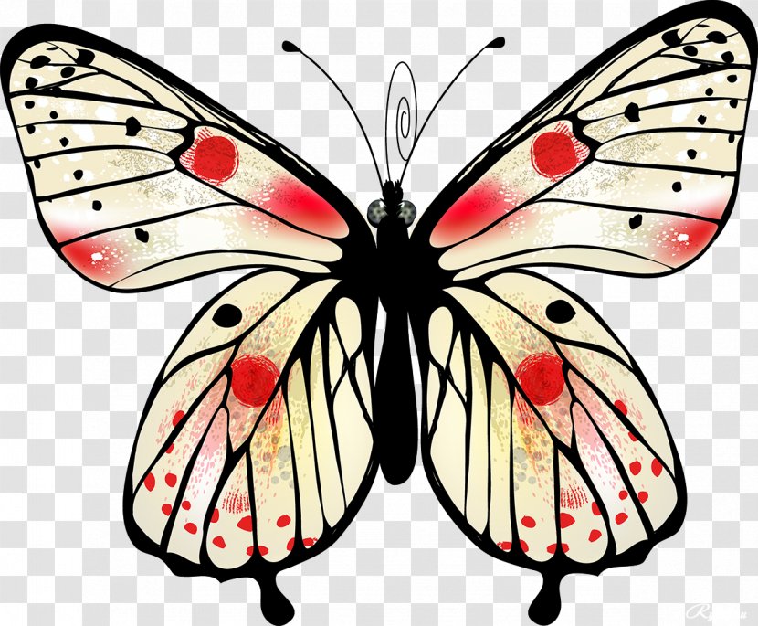 Butterfly Moth Insect Clip Art - Digital Image Transparent PNG