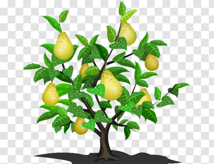 Asian Pear Lemon Fruit Tree - Branch Transparent PNG