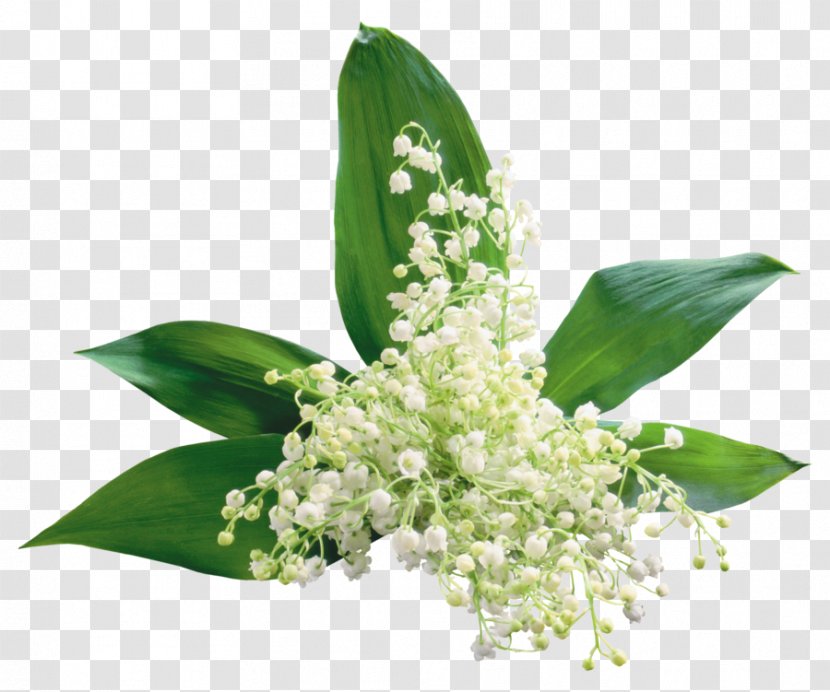 Clip Art GIF Lily Of The Valley Desktop Wallpaper - Tinypic Transparent PNG