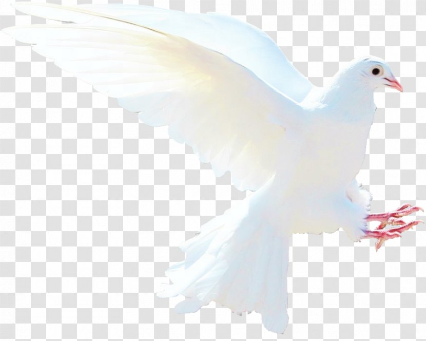 Dove Bird - Peace Gull Transparent PNG