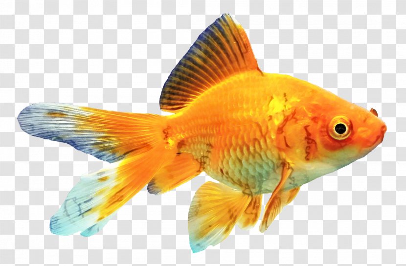 Water Background - Feeder Fish - Cyprinidae Koi Transparent PNG