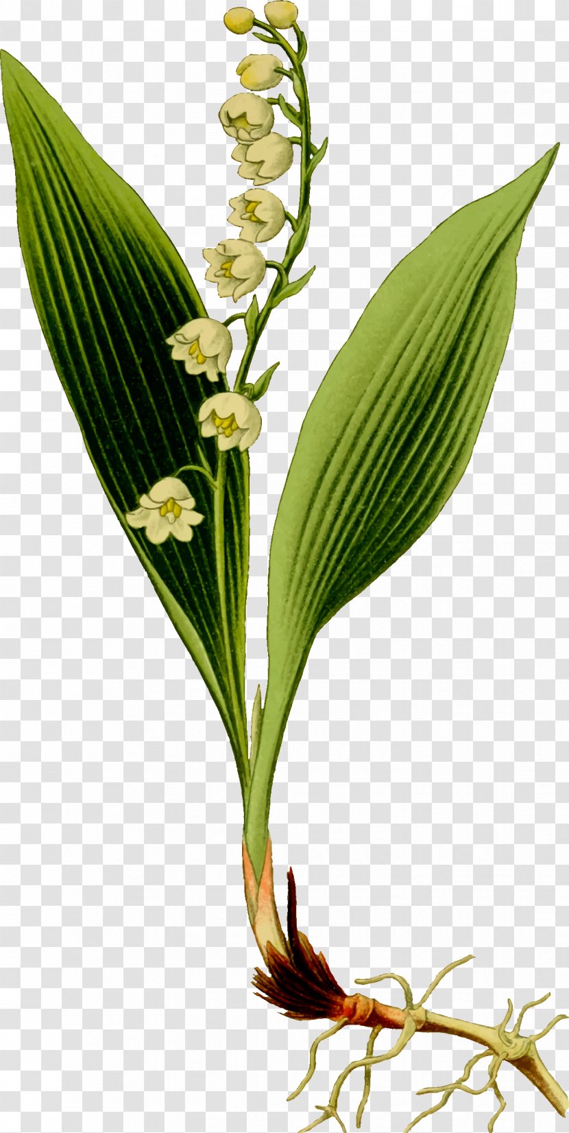 Lily Of The Valley Clip Art Transparent PNG