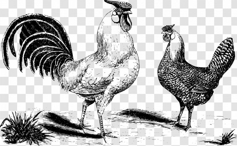 Chicken Bird Rooster - Livestock Transparent PNG