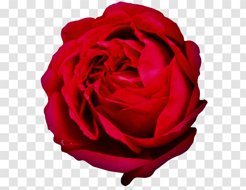 Garden Roses Centifolia Rosa Chinensis Floribunda Clip Art - Rose Family - Flower Transparent PNG