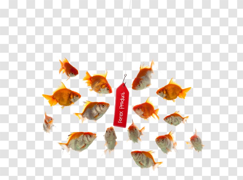 Foreign Exchange Market Job Stock Photography Fish Hook - Orange Transparent PNG