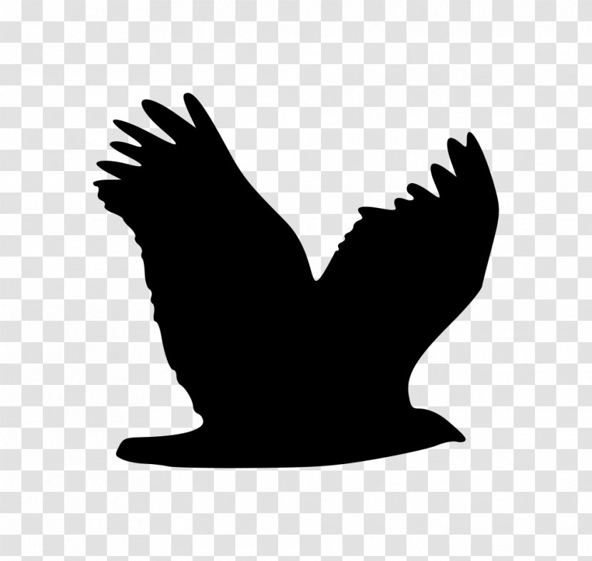 Bird Eagle Wing Clip Art - Changeable Hawkeagle Transparent PNG