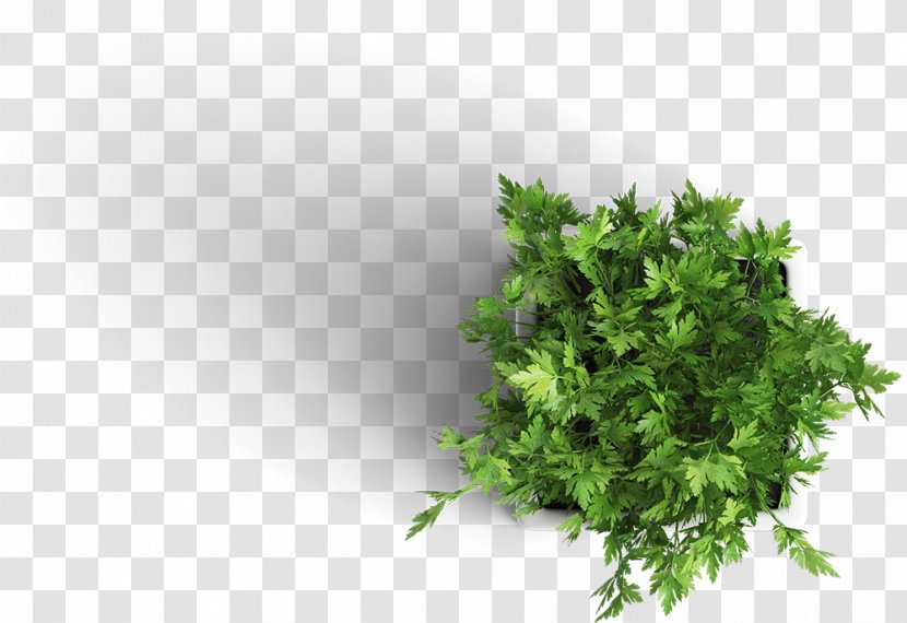 Houseplant Mockup - Leaf - Parsley Transparent PNG