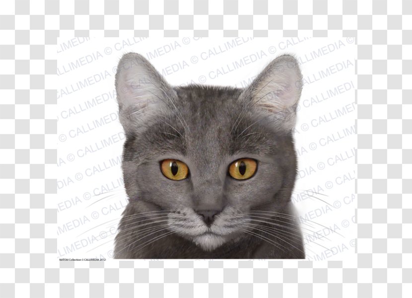Korat British Shorthair Chartreux Russian Blue Nebelung - Cat Head Transparent PNG