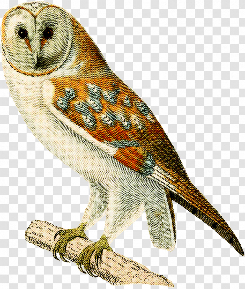 Bird Barn Owl Owl Beak Bird Of Prey Transparent PNG