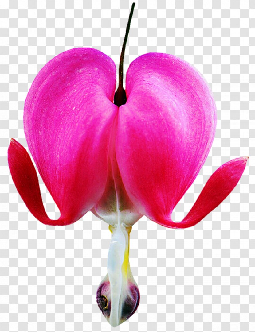 Asian Bleeding-heart Dicentra Bicuculline Flower Seed - Moth Orchid Transparent PNG