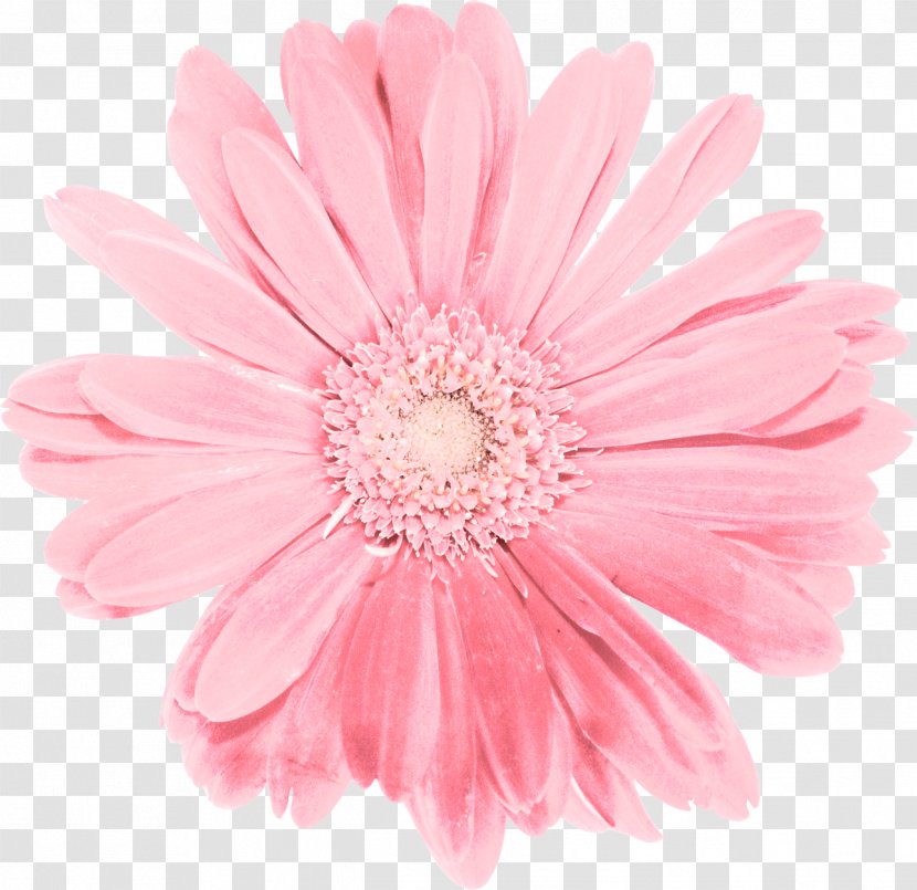 Cut Flowers Transvaal Daisy Chrysanthemum Family - Flowering Plant - Mystique Transparent PNG