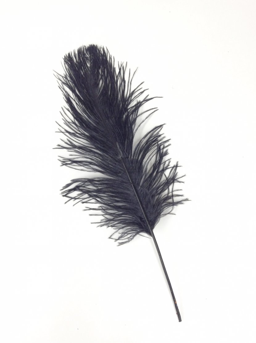 Common Ostrich Feather Wing - Quill Transparent PNG