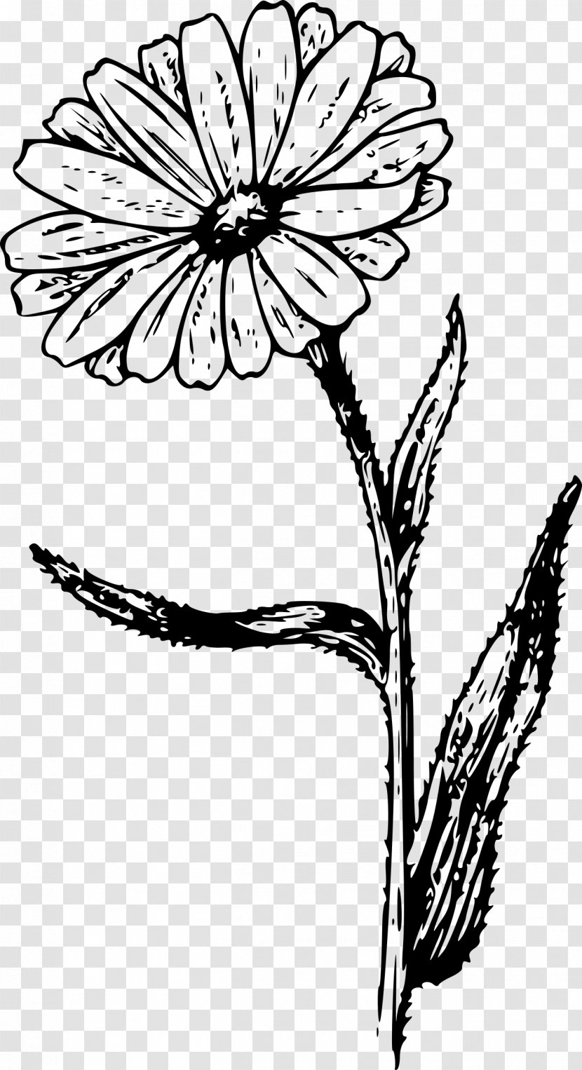 Calendula Officinalis Drawing Botanical Illustration Clip Art - Monochrome Photography - Flower Transparent PNG