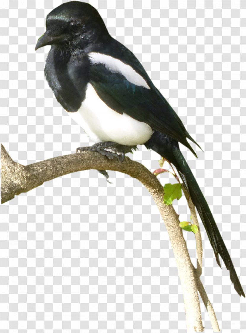 Eurasian Magpie Bird .com Beak - Animal Sauvage Transparent PNG