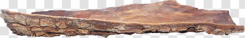 Bark Tree - Resource Transparent PNG