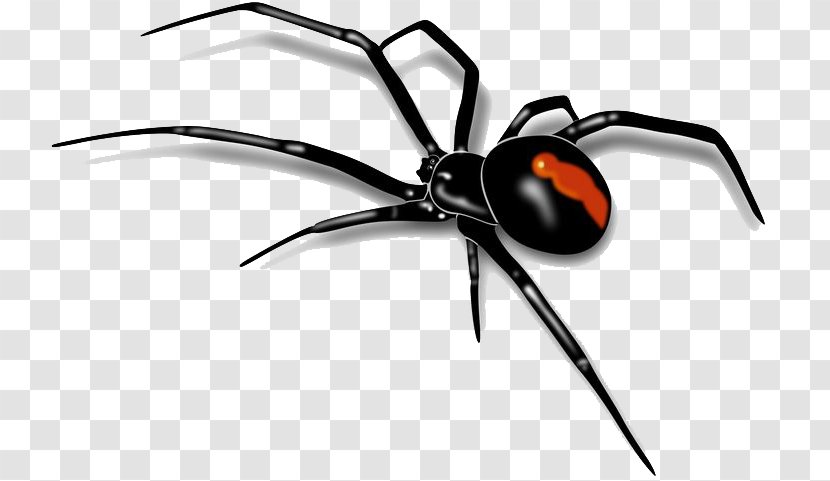 Spider Southern Black Widow Clip Art - Display Resolution Transparent PNG