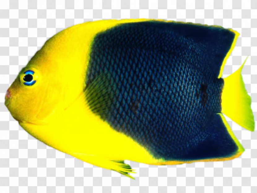 Tropical Fish Aquariums - Holacanthus Transparent PNG