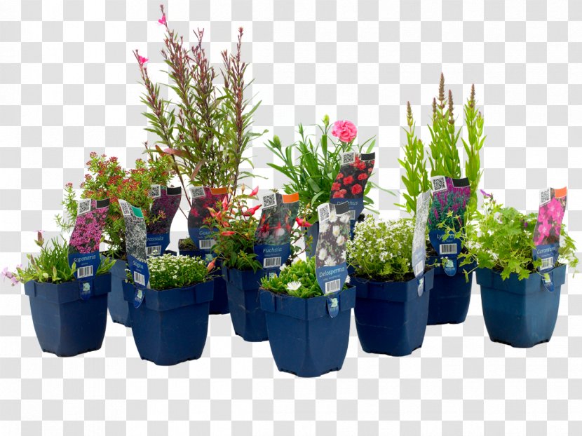 Aralia Garden Center Voorne-Putten Floral Design Flowerpot Houseplant - Kado Transparent PNG