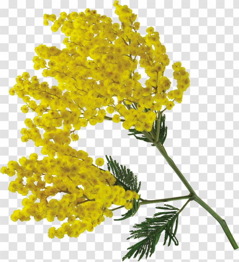Acacia Dealbata Flower Torta Mimosa International Women's Day - Rapeseed Transparent PNG