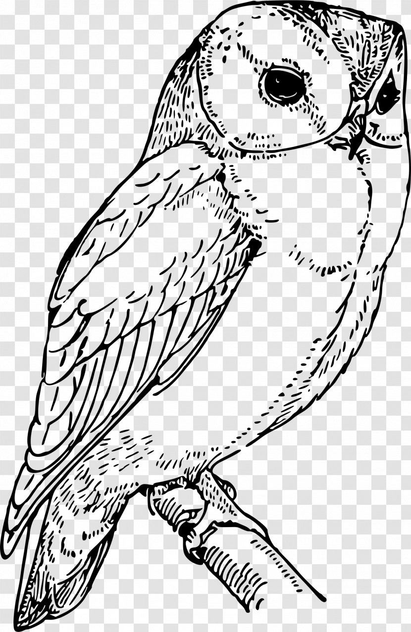 Owl Drawing Clip Art - Organism - Owls Transparent PNG
