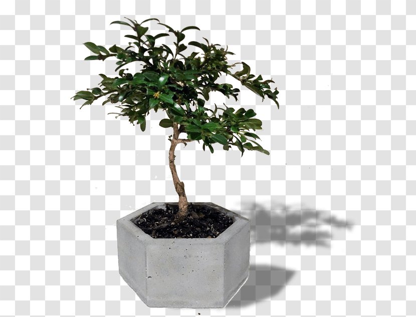Bonsai Sageretia Theezans Tree Houseplant Flowerpot - Plant Transparent PNG