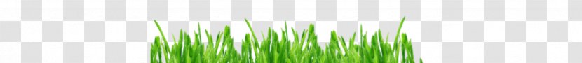 Grasses Line - Plant Stem - Barley Grass Transparent PNG