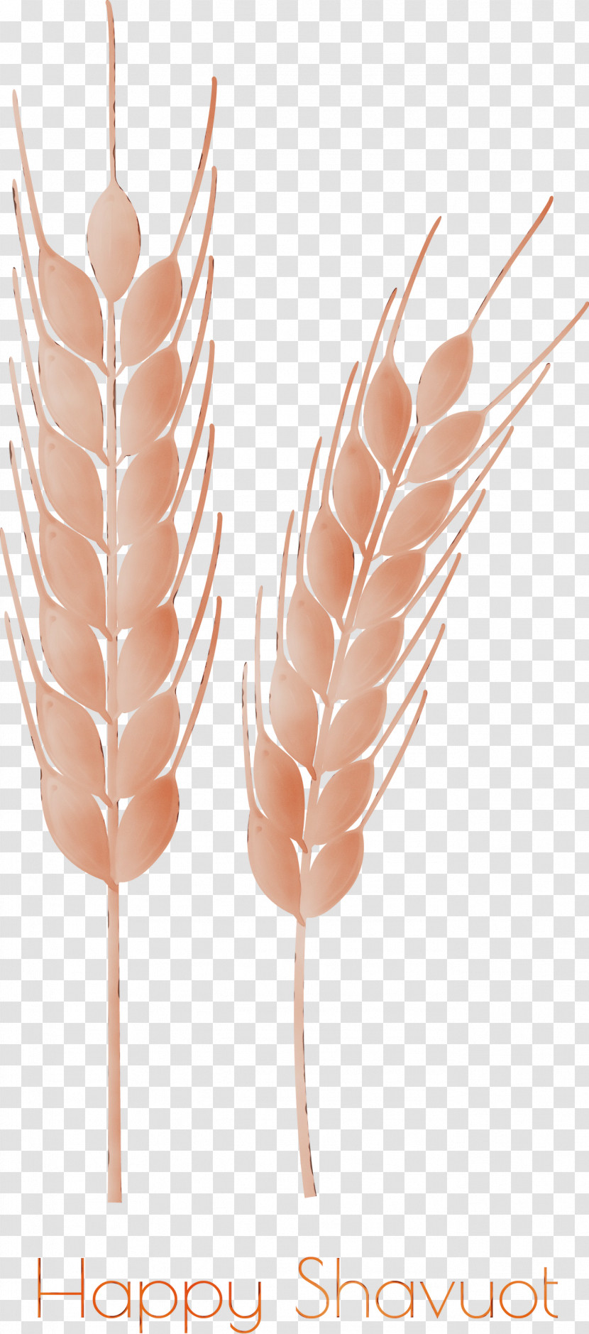 Feather Transparent PNG