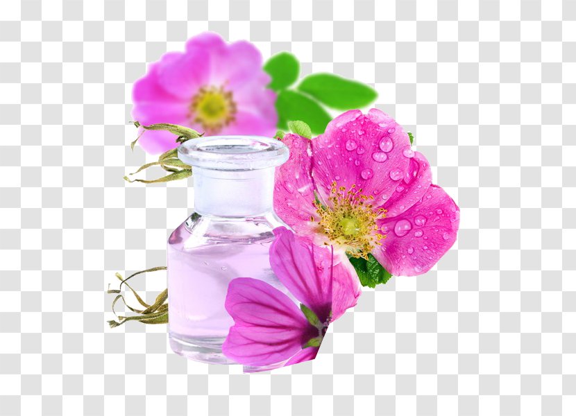 Sweet-Brier Rose Oil Skin Damask - Cut Flowers Transparent PNG