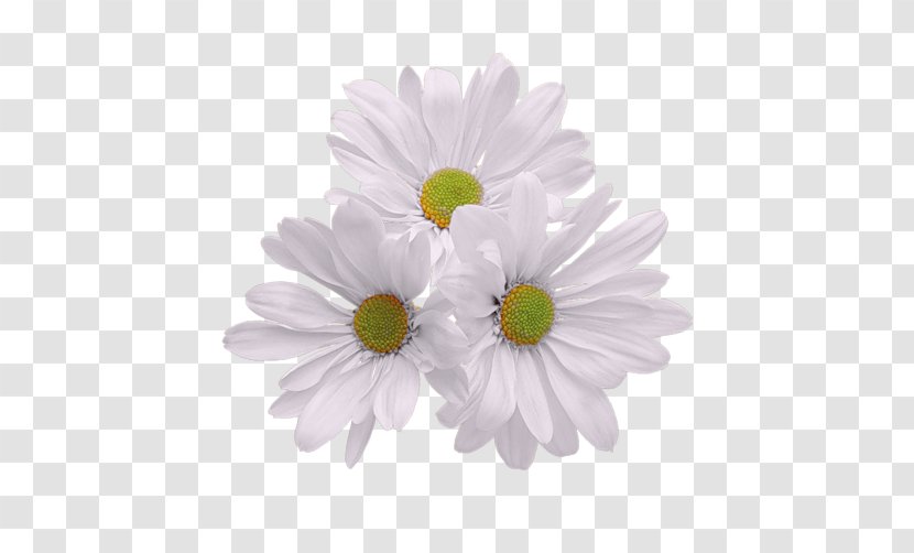 Borders And Frames Clip Art Floral Bouquets Image - Chamomile - Chrysanthemum Transparent PNG