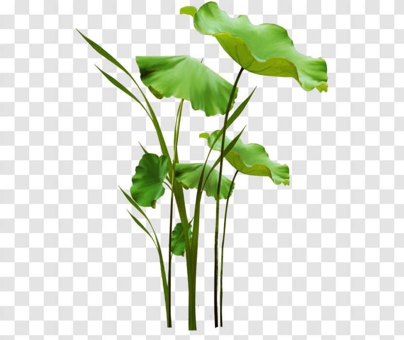 Cut Flowers Leaf Vegetable Herb Plant Stem - Branching Transparent PNG