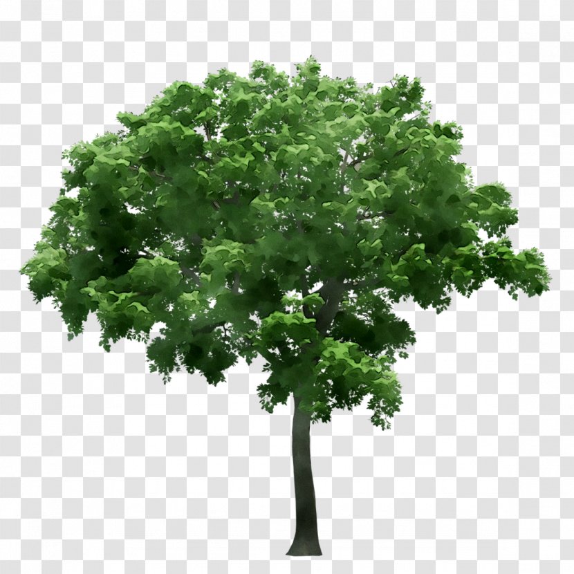 Stock Photography Stock.xchng Royalty-free Image Tree - Plane - Oak Transparent PNG
