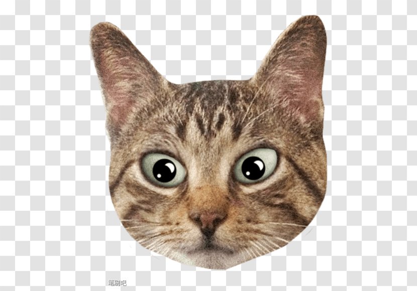 Kitten Cat Avatar - Like Mammal - HD Transparent PNG