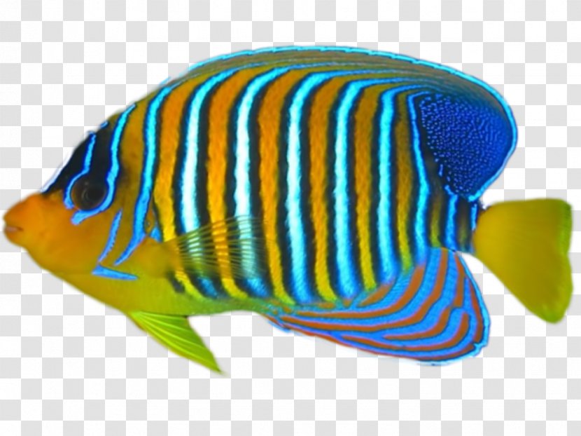 Tropical Fish Coral Reef - Marine Angelfishes Transparent PNG