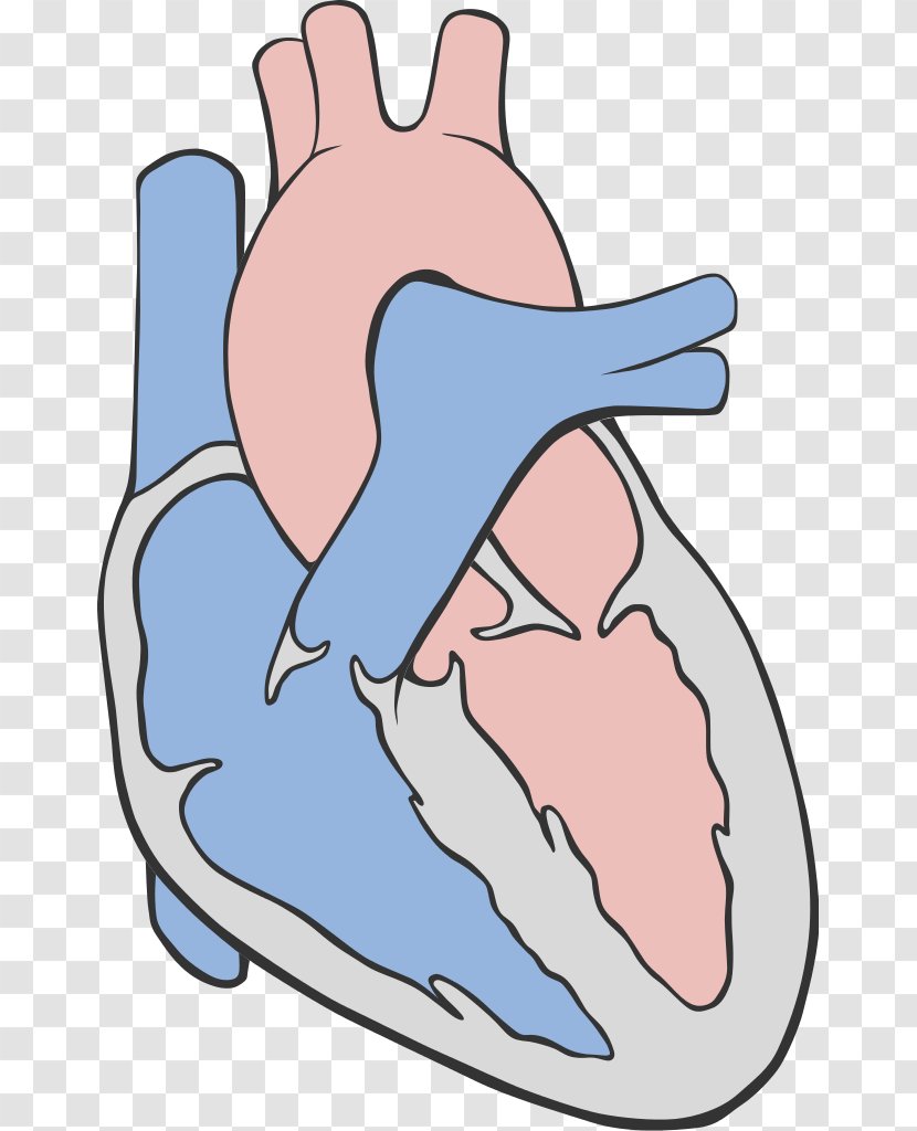 Bird Heart Bald Eagle Circulatory System Anatomy - Cartoon - Simple Creative Transparent PNG