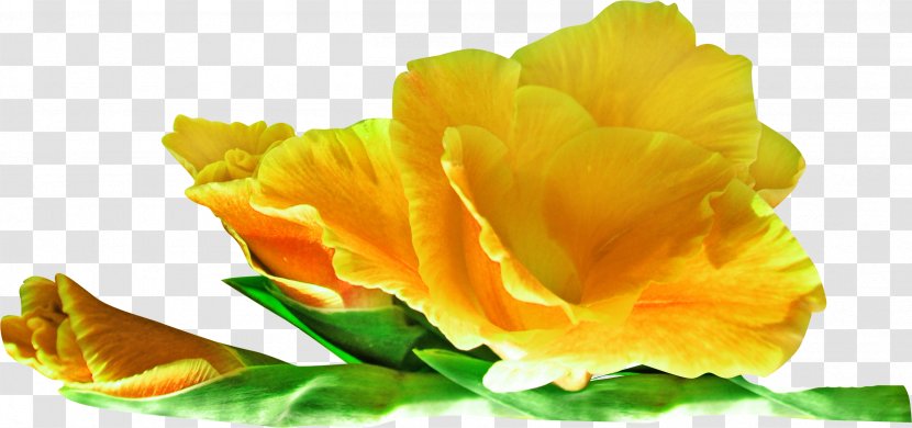 Flower Yellow Clip Art - Ifwe - Rose Transparent PNG