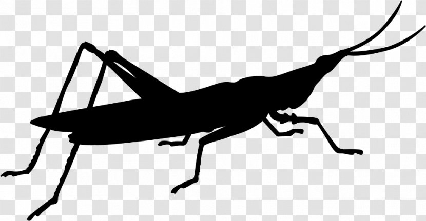 Grasshopper Caelifera Cricket Locust Beetle - Invertebrate - Bug Silhouette Insect Animal Transparent PNG