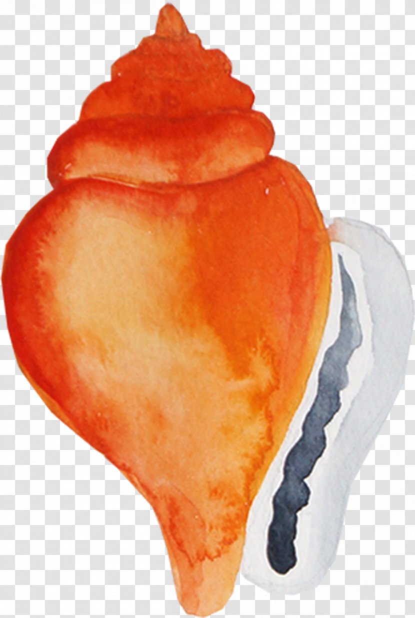 Sea Snail Conch Icon - Painted Transparent PNG