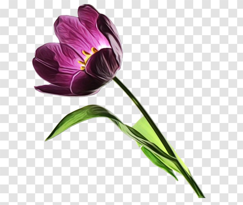 Flower Plant Violet Purple Petal - Crocus Pedicel Transparent PNG