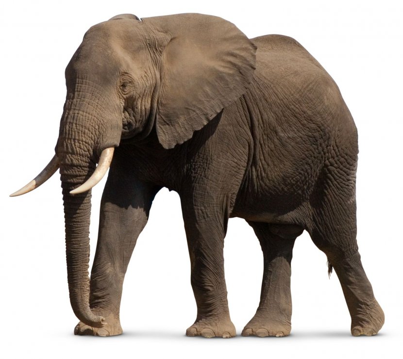 African Bush Elephant Asian Forest - Indian - Elephants Transparent PNG