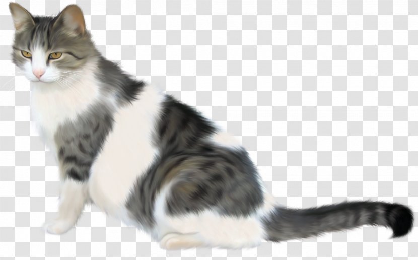 Tabby Cat Kitten - Cats Transparent PNG