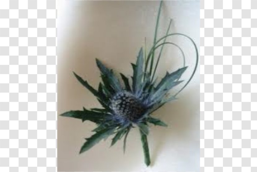 Flower Bouquet Buttonhole Thistle Eryngium Maritimum - Button Transparent PNG