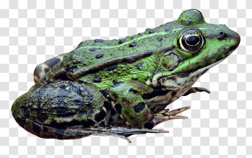 American Bullfrog - Fauna - Frog Transparent PNG